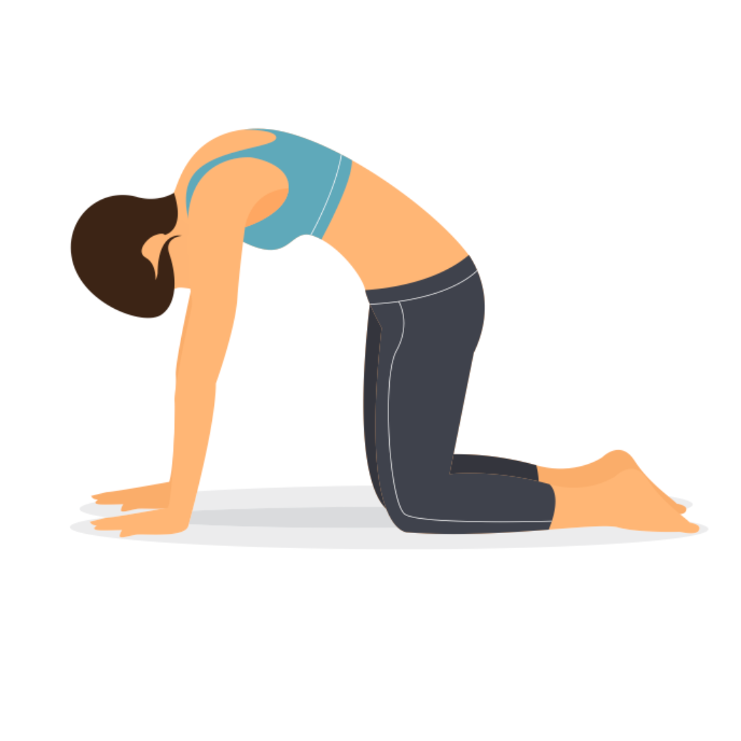 spine mobility exercises