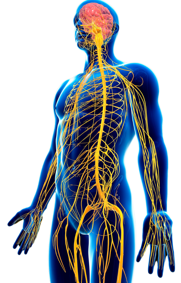 back pain relief